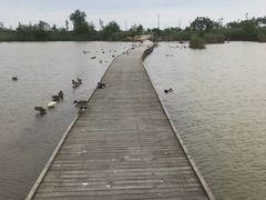 -盐城丹顶鹤湿地生态旅游区