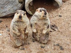 -泉州海丝野生动物世界