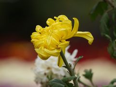 -国家植物园