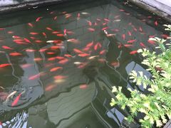 -龚家花园农家乐休闲别墅