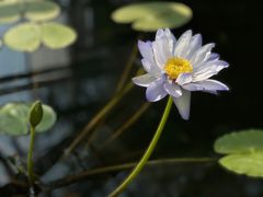 -国家植物园