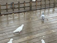-西湖游船