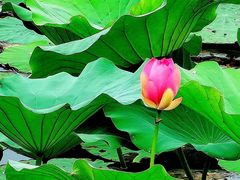 -洪湖生态旅游区