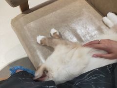 -藏猫猫咖啡主题馆(中央大道店)