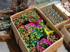 -沪花拾者(好再来花卉鲜花店)