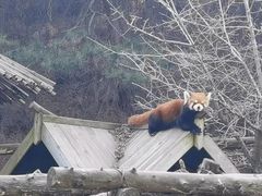 -沈阳森林动物园