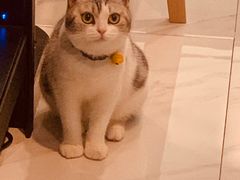 -70cat德文卷毛猫·缅因猫纯种猫舍