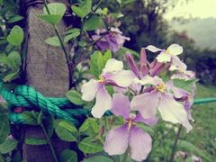 -野蔓果·山野菜(西湖景区·龙井茶田店)