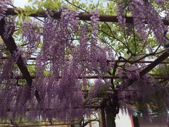 -嘉定紫藤园