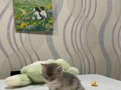 -欣宠猫屋·矮脚拿破仑·蓝金金渐层
