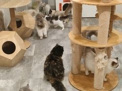 -楼上猫咖(罗湖店)