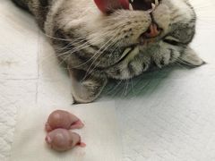 -安安宠医·臻爱宠物医院·宠保定点(营门口路分院)