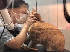 -PETKIT小佩宠物·低压洗护(国顺东路店)