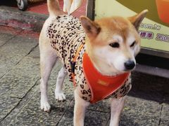 -淡水老街