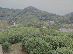 -龙井村
