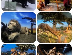 -国家自然博物馆