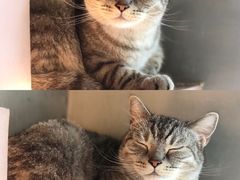 -猫儿山۰猫主题餐厅