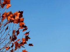 -重庆市江北嘴中央商务区中央公园