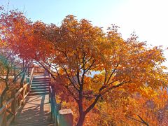 -大岭沟猕猴桃谷风景区