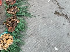-南门绿玉农贸市场