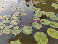 -莲花池公园