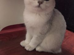 -欧奕国际动物医院