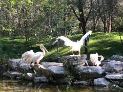 -北京野生动物园