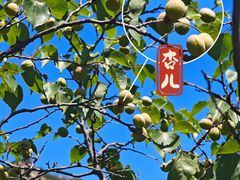 -大岭沟猕猴桃谷风景区