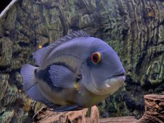 -上海海洋水族馆
