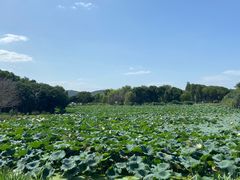 -无锡蠡湖国家湿地公园-蠡园