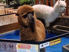 -上海大自然野生昆虫馆(东方明珠·爬宠昆虫探索中心)