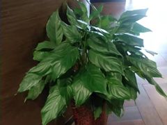 -老牌坊鲁菜名店(美莲广场店)