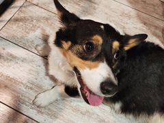 -百好乐宠物友好餐厅(朝外大街店)