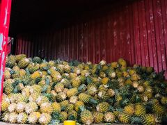 -深圳市海吉星国际农产品物流管理有限公司