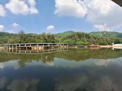 -银湖山郊野公园-相思林