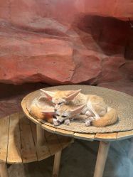 -Zoolung Zoolung动物主题公园(海信广场店)