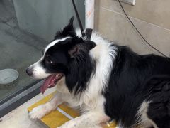 -艾贝尔宠物医院·狂犬免疫点(江山金象城店)
