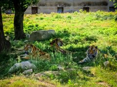 -西安秦岭野生动物园