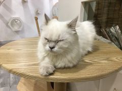 -楼上猫咖(罗湖店)
