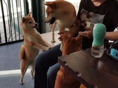 -柴源莊·柴小宠柴犬咖啡