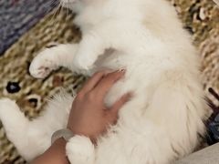 -猫咪派对(江南西店)