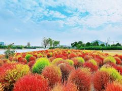 -春花秋色城市公园