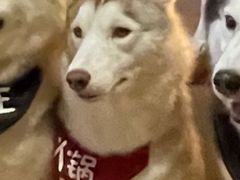 -Husky Go! 哈士奇体验馆·宠物咖啡厅狗咖