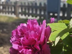 -莲花池公园