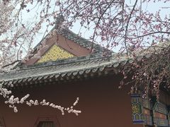 -桃花堤公园