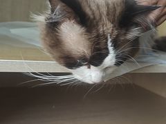 -北京观赏动物医院·24小时大型综合·猫专科·异宠专科