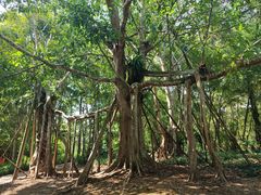-中国科学院西双版纳热带植物园