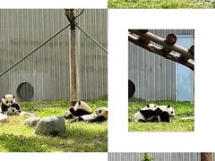 -都江堰中华大熊猫苑