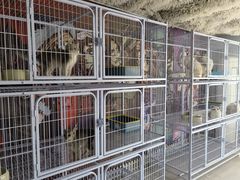 -喵百万·布偶·蓝金金渐层英短·猫舍(百子湾店)