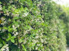 -上海佘山国家森林公园天马山园